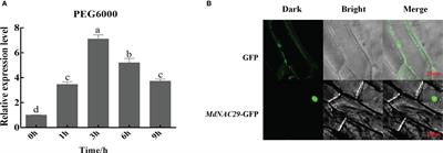 The NAC transcription factor MdNAC29 negatively regulates drought tolerance in apple